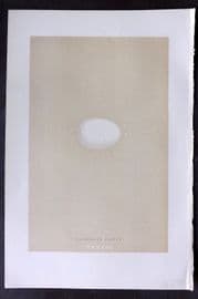 Morris 1896 Antique Bird Egg Print. Extinct Passenger Pigeon 136