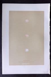 Morris 1896 Antique Bird Egg Print. Firecrest, Yellow-Browed Warbler 133