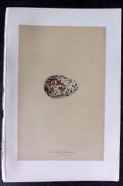 Morris 1896 Antique Bird Egg Print. Golden Plover 150