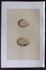 Morris 1896 Antique Bird Egg Print. Great Plover 149