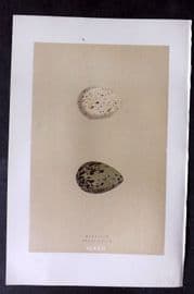 Morris 1896 Antique Bird Egg Print. Great Snipe 172