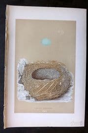 Morris 1896 Antique Bird Nest & Egg Print. Alpine Accentor 106