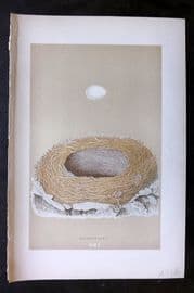 Morris 1896 Antique Bird Nest & Egg Print. Blackstart 111