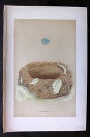 Morris 1896 Antique Bird Nest & Egg Print. Bluebreast 109