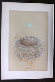 Morris 1896 Antique Bird Nest & Egg Print. Dunnock 107