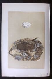 Morris 1896 Antique Bird Nest & Egg Print. Golden Oriole 105