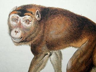 Natural History Prints