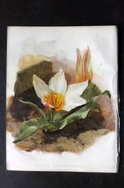 Nicholson C1884 Antique Botanical Print. Tulipa Kaufmanniana. Tulip