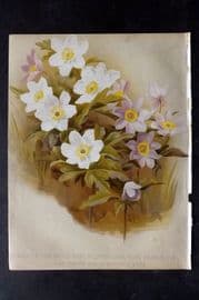 Nicholson C1884 Antique Botanical Print. Wood Windflower (Anemone Nemorosa)