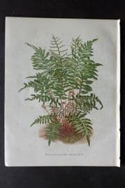 Nicholson C1884 Antique Botanical Print. Woodwardia Areolata