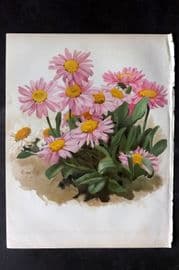 Nicholson C1884 Botanical Print. Alpinus Superbus and vars Pink and White