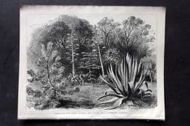Nicholson C1884 Botanical Print. Three Leaved Pine, Agaves & Yucca, Guernsey