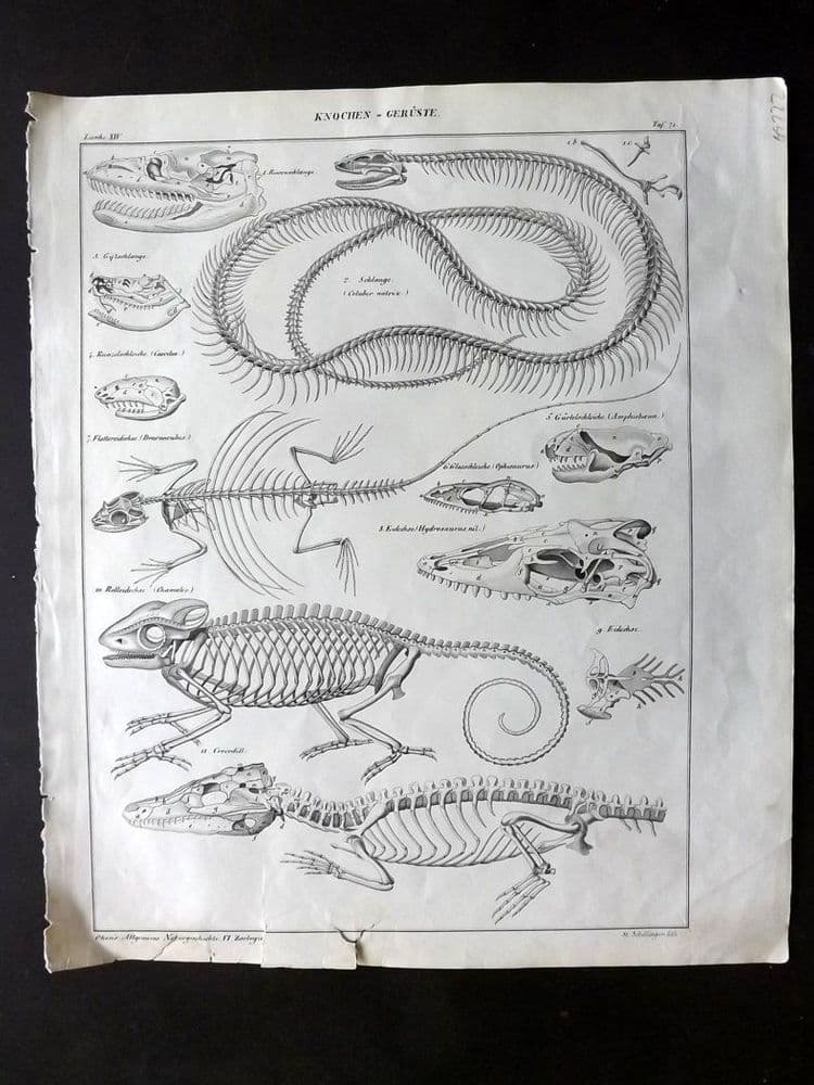 Small Lizard Skeleton Lizard Skeleton Diagram