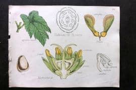 Oliver & Fitch 1874 Hand Col Botanical Print Acerineae 24