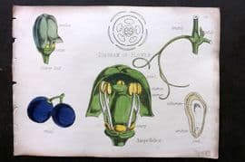 Oliver & Fitch 1874 Hand Col Botanical Print Ampelideae 23