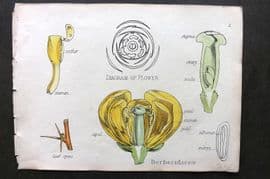 Oliver & Fitch 1874 Hand Col Botanical Print Berberidaceae 2