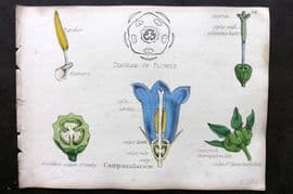Oliver & Fitch 1874 Hand Col Botanical Print Campanulaceae 44