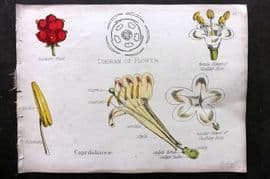 Oliver & Fitch 1874 Hand Col Botanical Print Caprifoliaceae 43