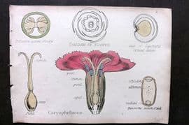 Oliver & Fitch 1874 Hand Col Botanical Print Caryophyllaceae 11