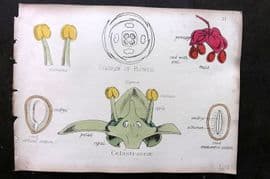Oliver & Fitch 1874 Hand Col Botanical Print Celastraceae 21