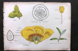 Oliver & Fitch 1874 Hand Col Botanical Print Cistineae 8