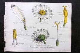 Oliver & Fitch 1874 Hand Col Botanical Print Compositae, Sub-order Corymbiferae 50