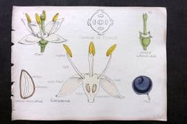 Oliver & Fitch 1874 Hand Col Botanical Print Cornaceae 42