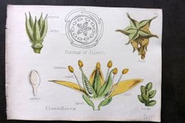 Oliver & Fitch 1874 Hand Col Botanical Print Crassulaceae 32