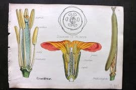Oliver & Fitch 1874 Hand Col Botanical Print Cruciferae 6