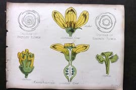 Oliver & Fitch 1874 Hand Col Botanical Print Cucurbitaceae 38