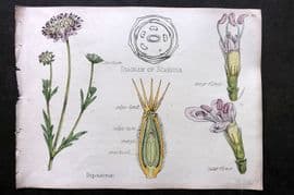 Oliver & Fitch 1874 Hand Col Botanical Print Dipsaceae 49