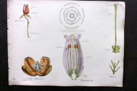 Oliver & Fitch 1874 Hand Col Botanical Print Ericaceae 45