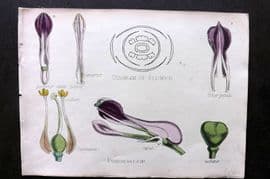 Oliver & Fitch 1874 Hand Col Botanical Print Fumariaceae 4