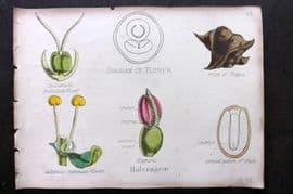 Oliver & Fitch 1874 Hand Col Botanical Print Halorageae 37