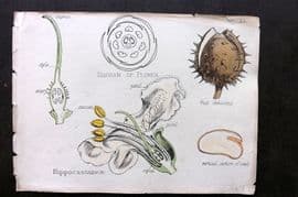 Oliver & Fitch 1874 Hand Col Botanical Print Hippocastaneae 25