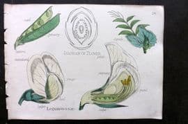 Oliver & Fitch 1874 Hand Col Botanical Print Leguminosae 26