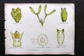 Oliver & Fitch 1874 Hand Col Botanical Print Loranthaceae 41
