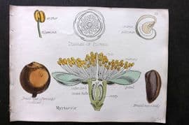 Oliver & Fitch 1874 Hand Col Botanical Print Myrtaceae 35