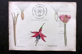 Oliver & Fitch 1874 Hand Col Botanical Print Onagraceae 36