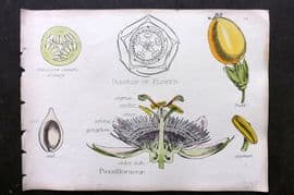Oliver & Fitch 1874 Hand Col Botanical Print Passifloraceae 39 Passion Flower