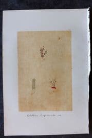 Original Art C1875 Seaweed. Calothrix Confervicula 49