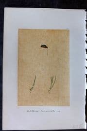 Original Art C1875 Seaweed. Calothrix Fasciculata 50