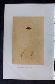 Original Art C1875 Seaweed. Calothrix Scopulorum 51