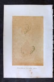 Original Art C1875 Seaweed. Cladophora Falcata 23
