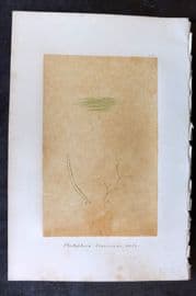 Original Art C1875 Seaweed. Cladophora Flavescens 24