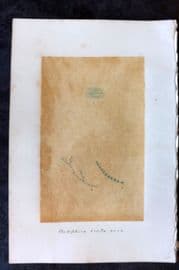 Original Art C1875 Seaweed. Cladophora Fracta 25