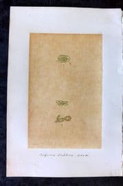 Original Art C1875 Seaweed. Conferva Implexa 28