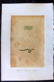 Original Art C1875 Seaweed. Conferva Litorea 29