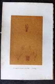 Original Art C1875 Seaweed. Coroylecladia Erecta 07