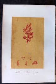 Original Art C1875 Seaweed. Euthora Cristata 06